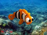nemo